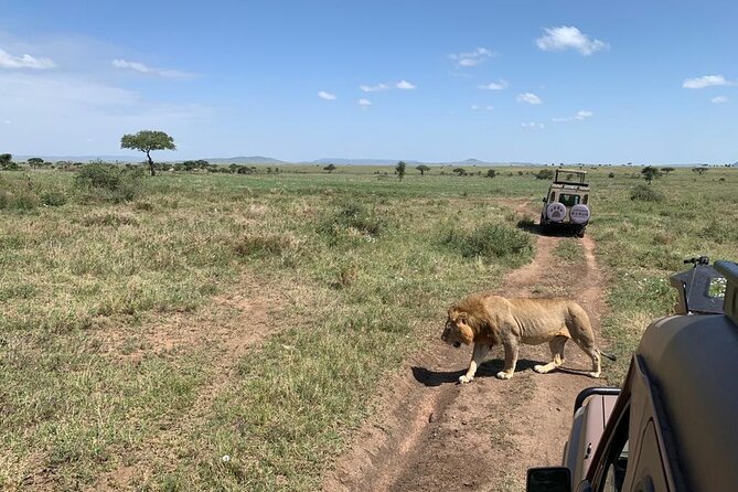 04 Days Tarangire, Serengeti and Ngorongoro crater group (Camping - Day 1: Tarangire brings an immediate wildlife reward