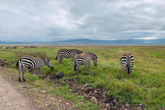 04 Days Tarangire, Serengeti and Ngorongoro crater group (Camping - Day 2: The long road to Seronera