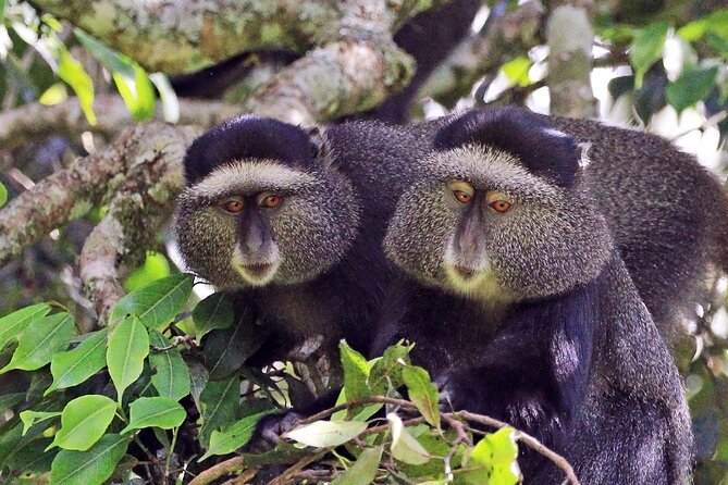 1 Day: Arusha National Park - Why Arusha National Park works as a one-day safari