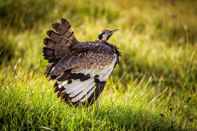 1 Day: Arusha National Park - Picnic lunch, drinks, and the practical value of inclusions