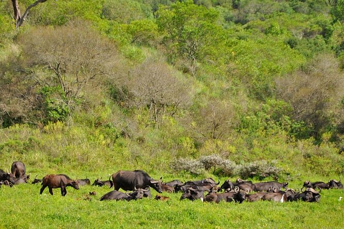 1 Day: Arusha National Park - Is $440 per person good value?