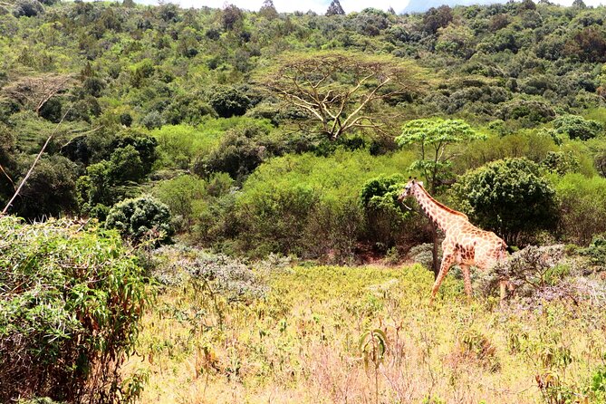 1 Day Arusha national park (Game drive and walking safari). - Why Arusha National Park works for a one-day safari