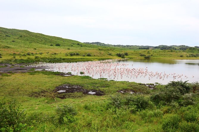 1 Day Arusha national park (Game drive and walking safari). - The game drive: good for covering ground