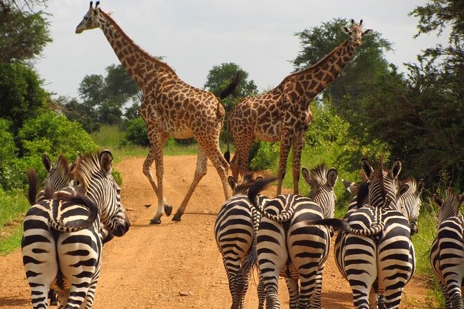 1 Day: Arusha National Park - The game drive: giraffes, buffalo, zebras, and antelope