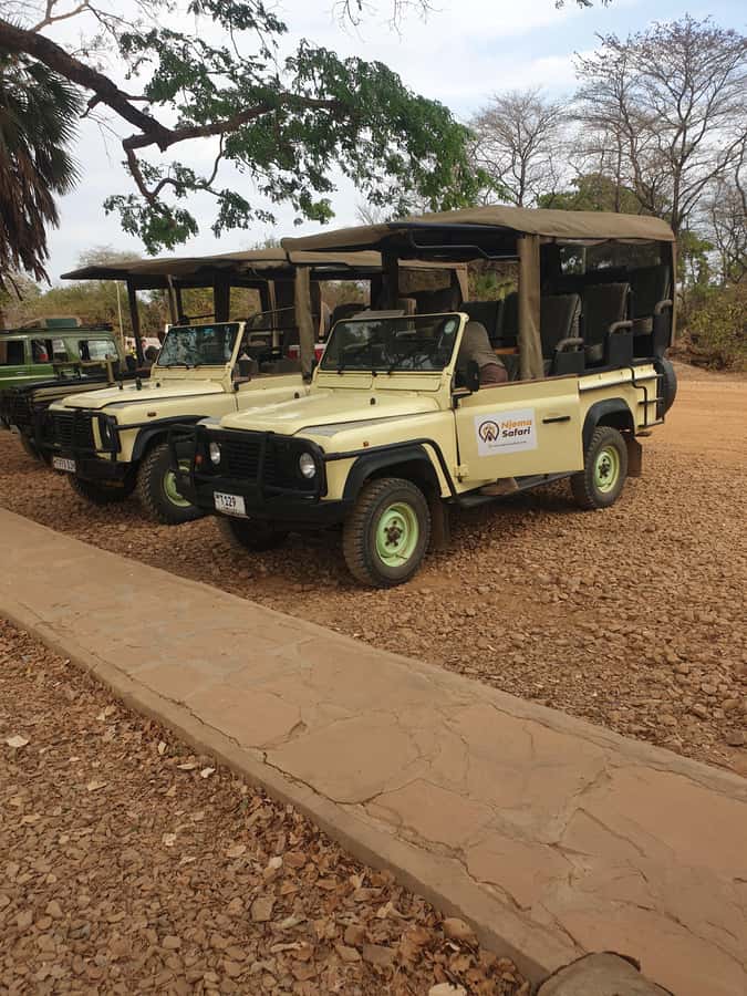 1 Day Fly in Safari Zanzibar Nyerere National Park - Key points at a glance
