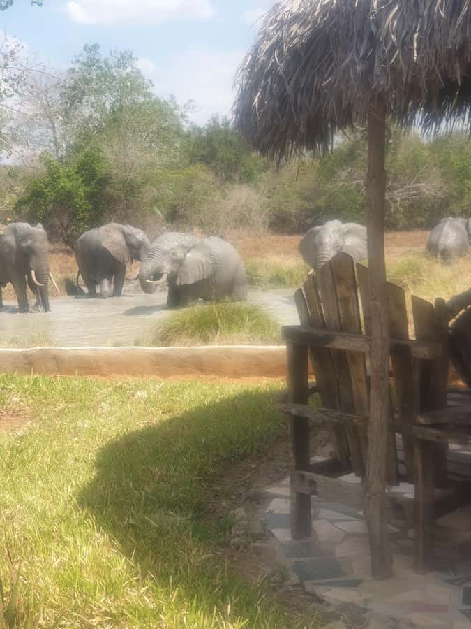 1 Day Fly in Safari Zanzibar Nyerere National Park - Why Nyerere works well as a one-day safari