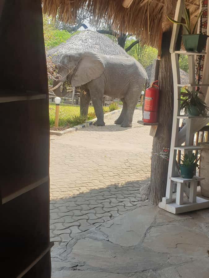 1 Day Fly in Safari Zanzibar Nyerere National Park - The flight to Nyerere National Park