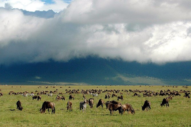 1 Day Joined Group Safari in Ngorongoro Crater National Park - Six hours in a four-wheel-drive safari jeep
