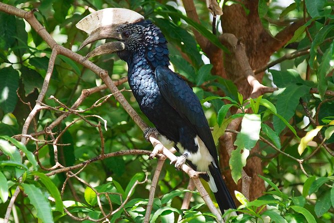 1 Day Joined Group Safari in Ngorongoro Crater National Park - Lunch at the picnic site around 1:00 pm