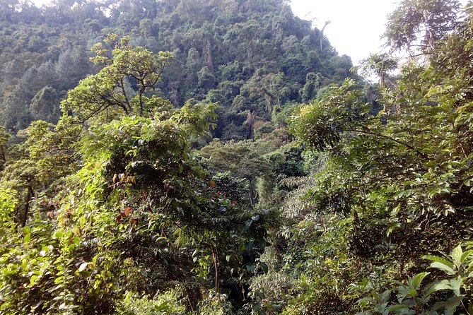 1 Day Kilimanjaro forest (mambori waterfalls). - Lunch, snacks, and the rhythm of an eight-hour day
