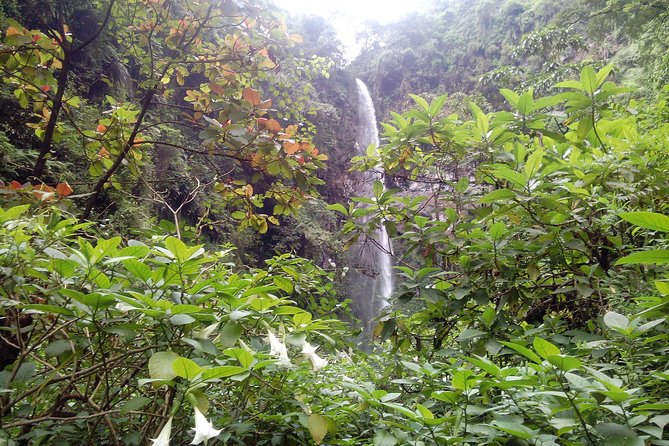 1 Day Kilimanjaro forest (mambori waterfalls). - Walking through coffee country before the waterfall