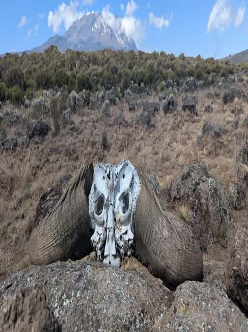 1-Day Kilimanjaro Shira Plateau Cathedral Point trek - Walking across Kilimanjaro’s oldest volcanic terrain