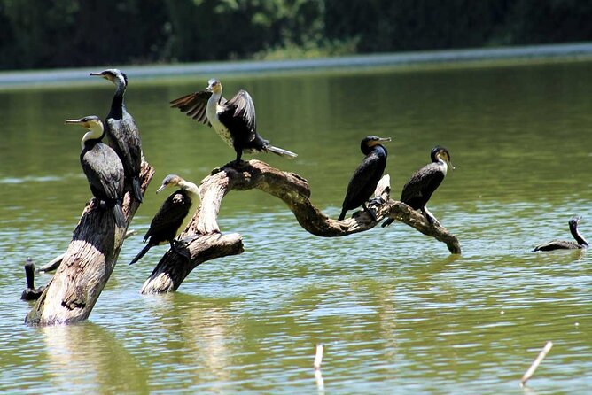 1 Day Lake Duluti Hiking and Canoeing - Birdwatching, reptiles, and photography