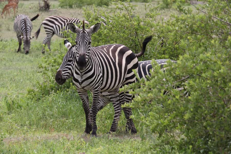 1 Day Ngorongoro Crater Group joining safari - Key points to know before booking
