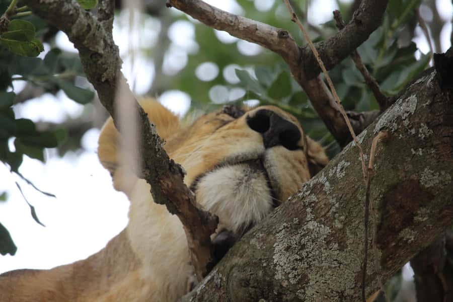 1 Day Ngorongoro Crater Group joining safari - Why Ngorongoro Crater is worth one long day