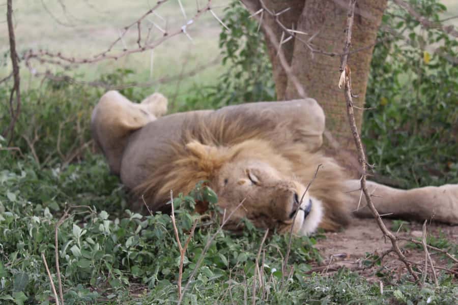 1 Day Ngorongoro Crater Group joining safari - The crater rim viewpoint