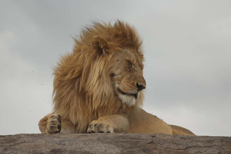1 Day Ngorongoro Crater Group joining safari - Six hours among lions, elephants, and rhinos