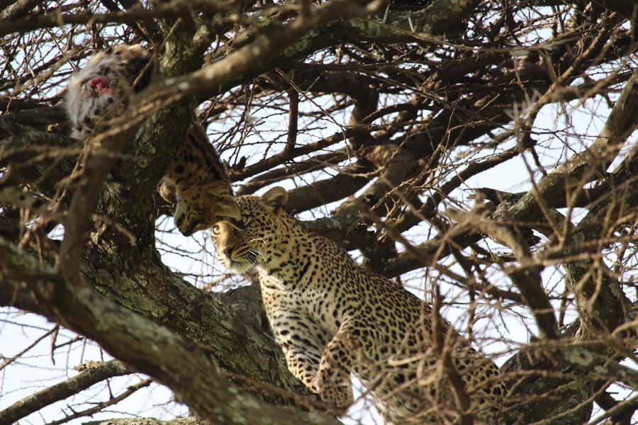 1 Day Ngorongoro Crater Group joining safari - The afternoon game drive and climb out
