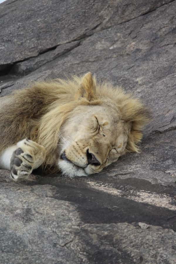 1 Day Ngorongoro Crater Group joining safari - What the $315 price really covers