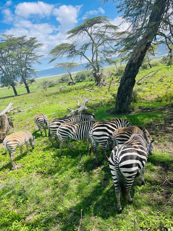 1 Day Ngorongoro Crater Group joining safari - Who will enjoy this safari most