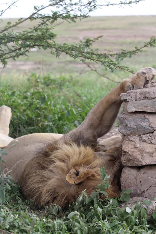 1 Day Ngorongoro Crater Group joining safari - The 05:00 departure from Arusha