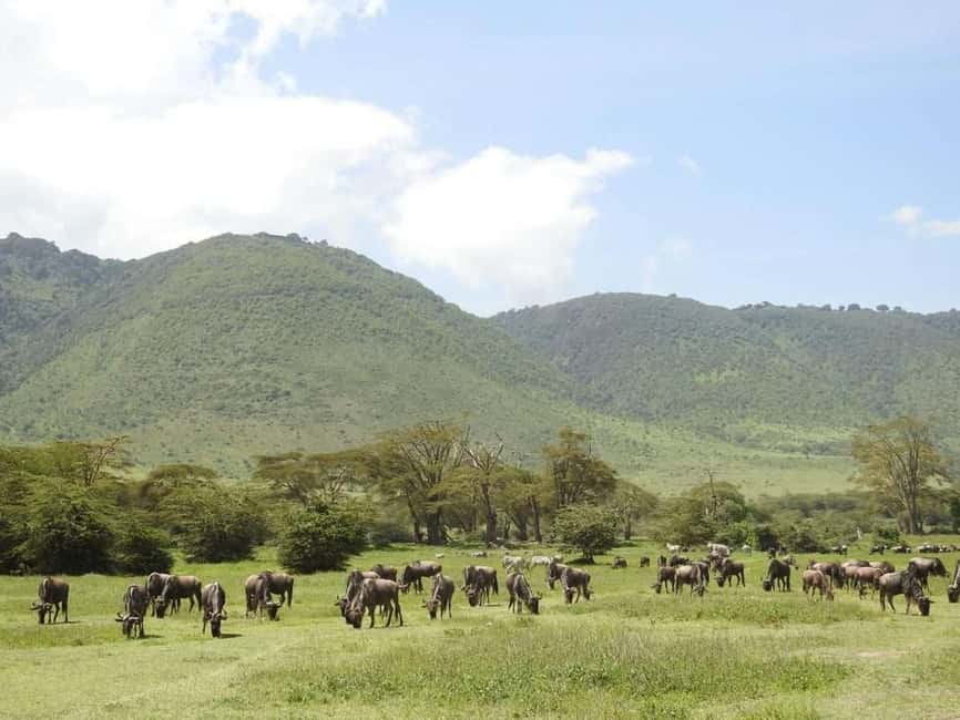1-Day Ngorongoro Crater Special Big 5- Joining Group Safari - Reaching the crater rim and descending 600 meters