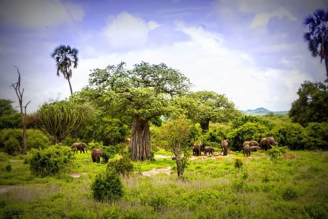 1-Day Ruaha National Park - Key points before you book