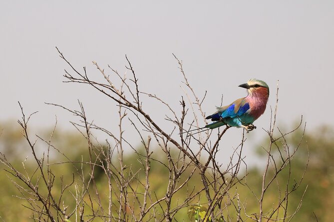 1-Day Safari-Trip to Tarangire National Park - Why Tarangire makes a strong one-day safari