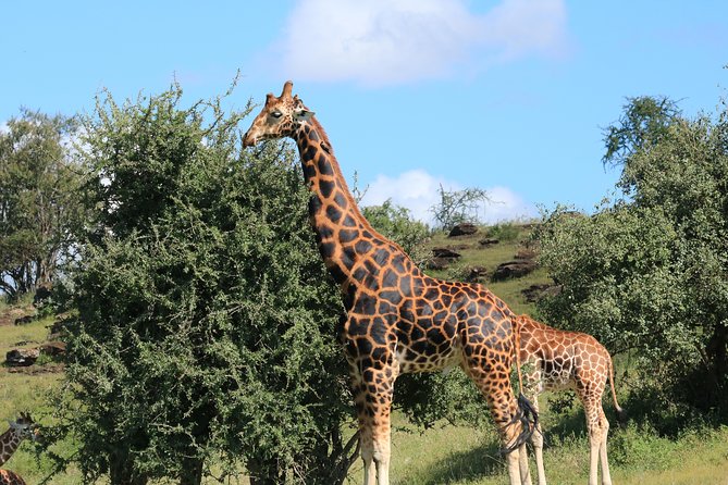 1-Day Safari-Trip to Tarangire National Park - Entering Tarangire National Park