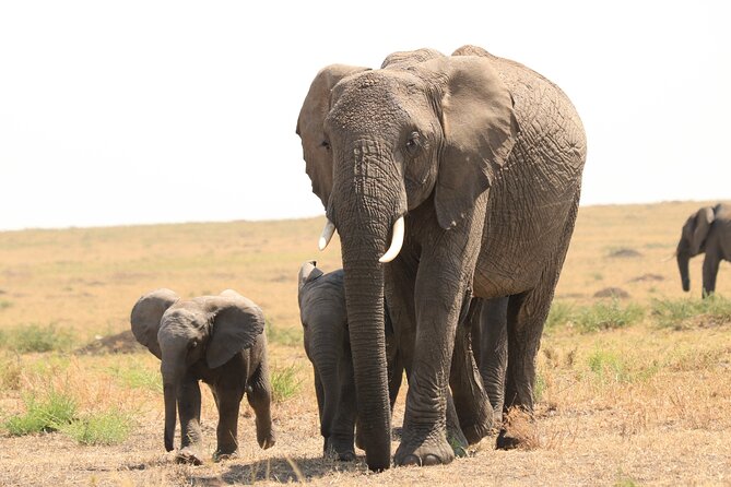 1-Day Safari-Trip to Tarangire National Park - The elephant experience