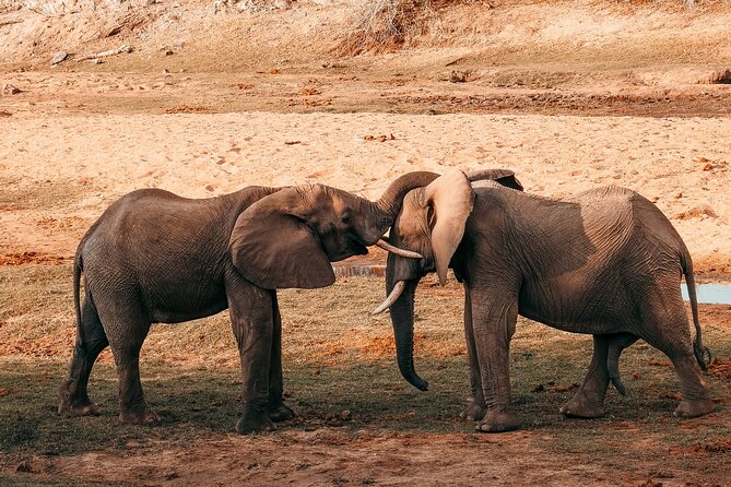 1-Day Selous (Nyerere National Park) Fly-In Safari from Zanzibar - Key Points at a Glance