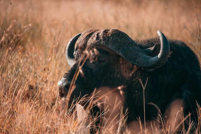 1-Day Selous (Nyerere National Park) Fly-In Safari from Zanzibar - Why Nyerere Works for a One-Day Safari