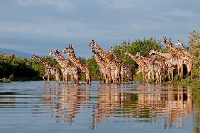 1-Day Selous (Nyerere National Park) Fly-In Safari from Zanzibar - Landing in the Park and Starting the Drive