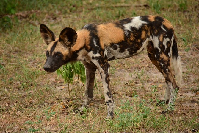 1-Day Selous (Nyerere National Park) Fly-In Safari from Zanzibar - What You Might See on the Rufiji River Drive