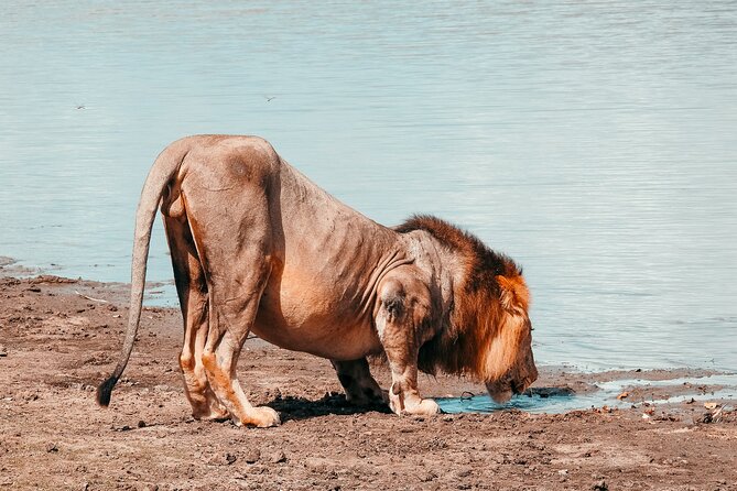 1-Day Selous (Nyerere National Park) Fly-In Safari from Zanzibar - The Bush Picnic Adds Needed Breathing Room
