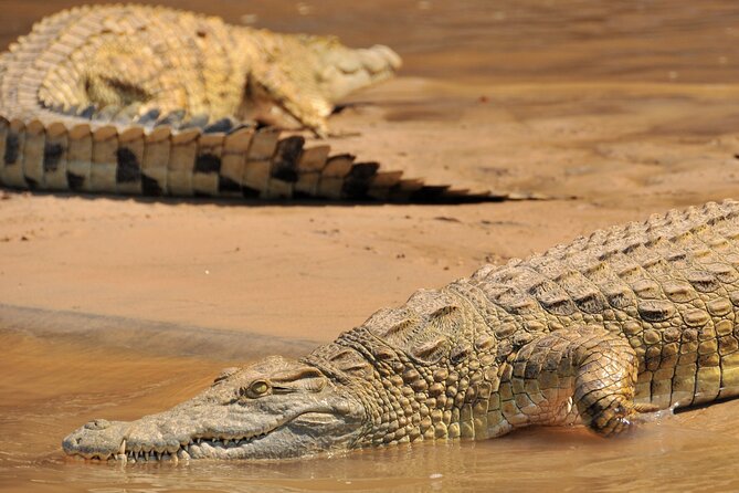 1-Day Selous (Nyerere National Park) Fly-In Safari from Zanzibar - Afternoon Game Viewing Before the Flight Home
