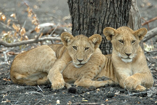 1-Day Selous (Nyerere National Park) Fly-In Safari from Zanzibar - How the Guides Shape the Day