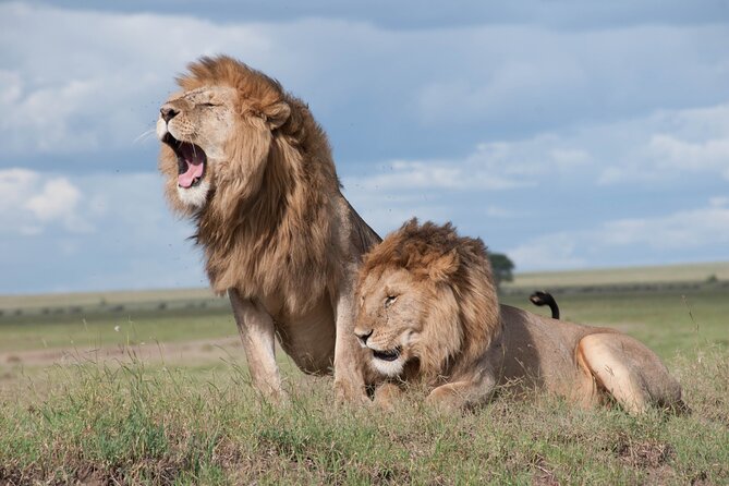 1 Day Tanzania Sharing Budget Group joining Tour to Ngorongoro - Key points to know before booking