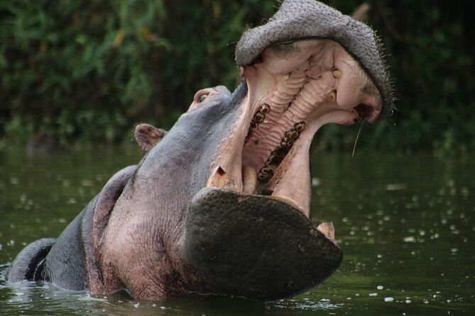 1 Day Tanzania Sharing Budget Group joining Tour to Ngorongoro - Why Ngorongoro works well for a one-day safari