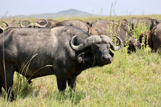 1 Day Tanzania Sharing Budget Group joining Tour to Ngorongoro - The road to the crater and the morning descent