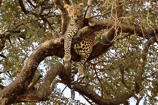 1 Day Tanzania Sharing Budget Group joining Tour to Ngorongoro - The group format deserves careful attention