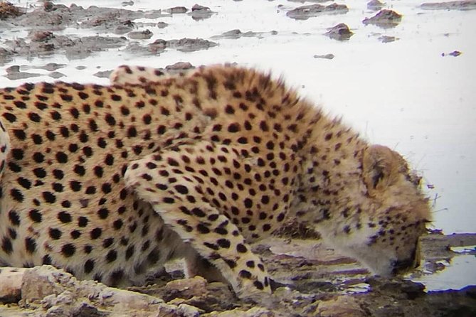 1 Daytrip Amazing to Ngorongoro Crater from Arusha or Moshi - The 6:00 a.m. start from Arusha or Moshi