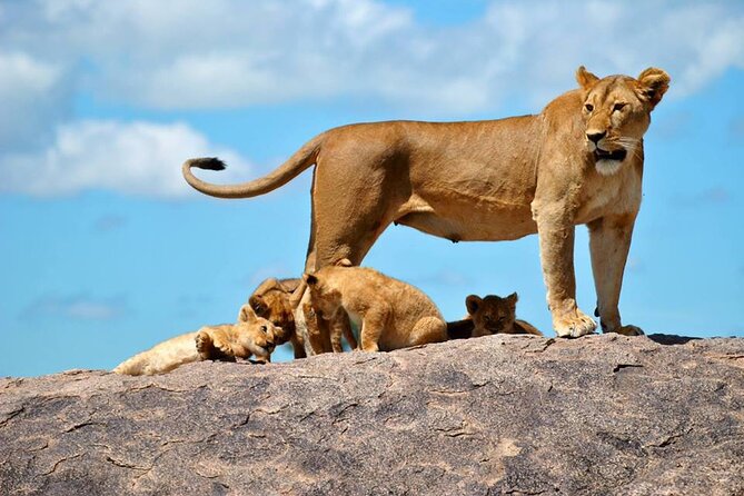 1 Daytrip Amazing to Ngorongoro Crater from Arusha or Moshi - Zebra, wildebeest, lions, and black rhinos