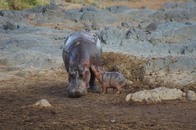 1 Daytrip Amazing to Ngorongoro Crater from Arusha or Moshi - The return to Arusha or Moshi