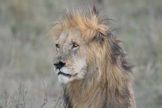 10-Day Amazing Comfort Camping Safari - Day 3: Mto Wa Mbu before Lake Manyara