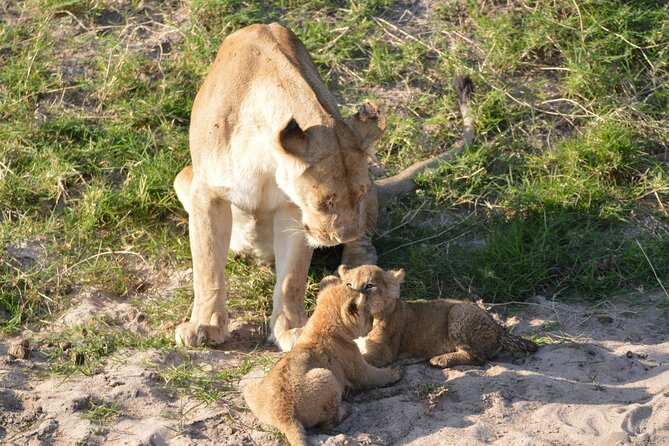 10-Day Amazing Comfort Camping Safari - Day 4: bird country at Lake Manyara