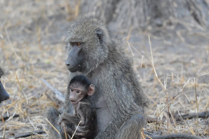 10-Day Amazing Comfort Camping Safari - Day 6: a full day in the Serengeti