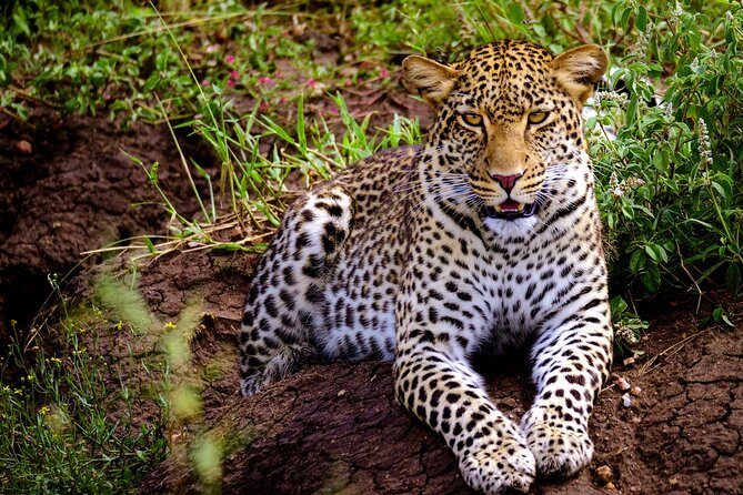 10-Day Predators Tanzania Safari Luxury Package - Tarangire’s Elephants and Quiet Bush on Days Two and Three
