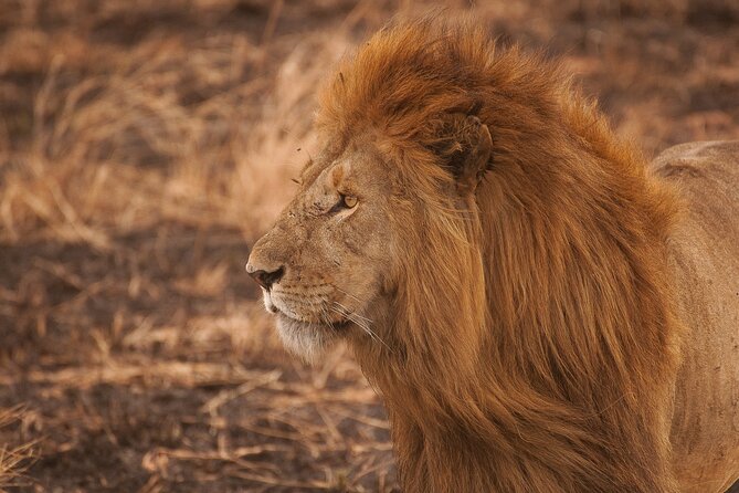 10-Day Predators Tanzania Safari Luxury Package - A Final Serengeti Morning and Transfer to Ngorongoro
