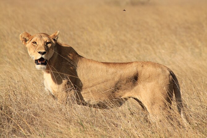 10-Day Predators Tanzania Safari Luxury Package - Lake Eyasi and the Hadzabe and Datoga Visit on Day Ten